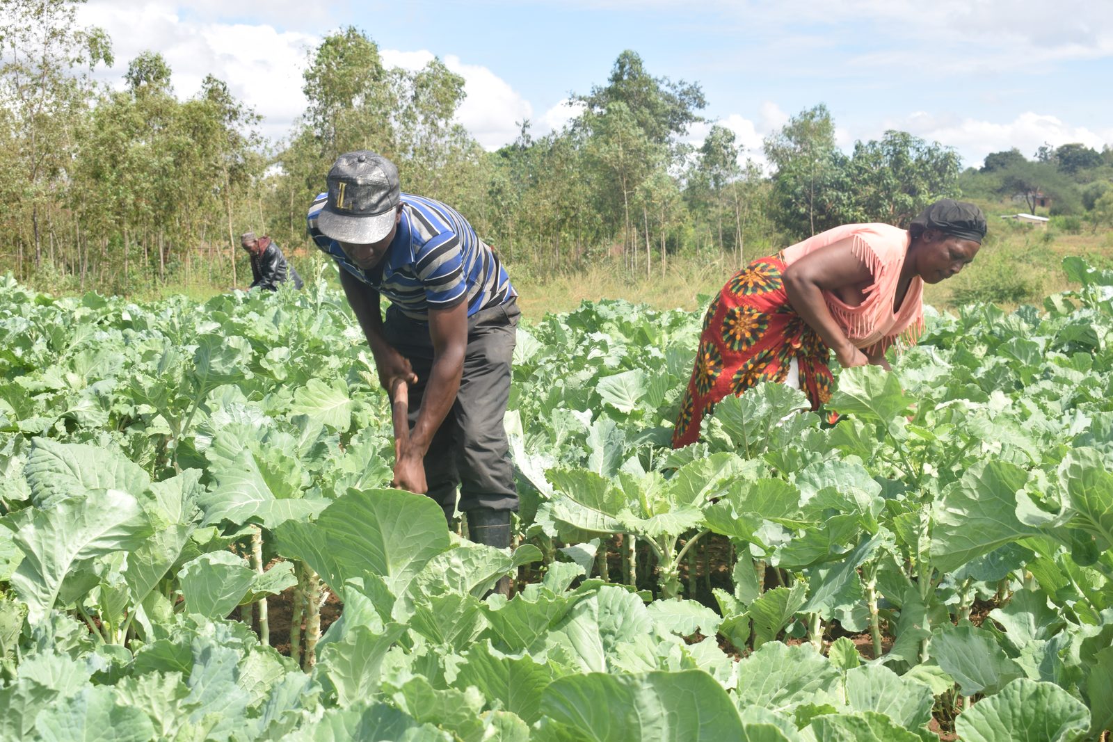 Food Production — Crop Production