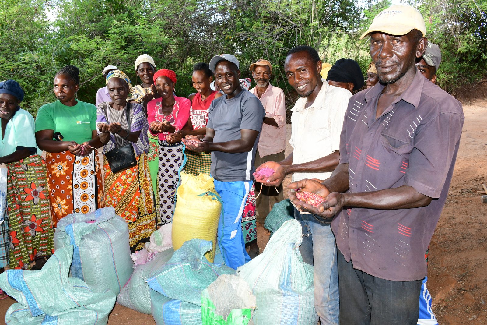 Drought Tolerant Seeds — Kanywa Mbithi SHG seed distribution