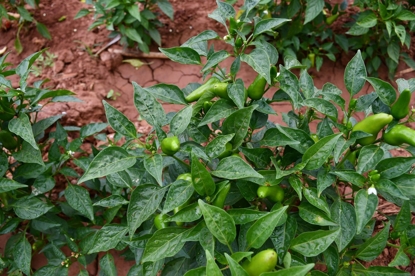 Food Production — Kithito Andu Akuu Ngaa Impact Story