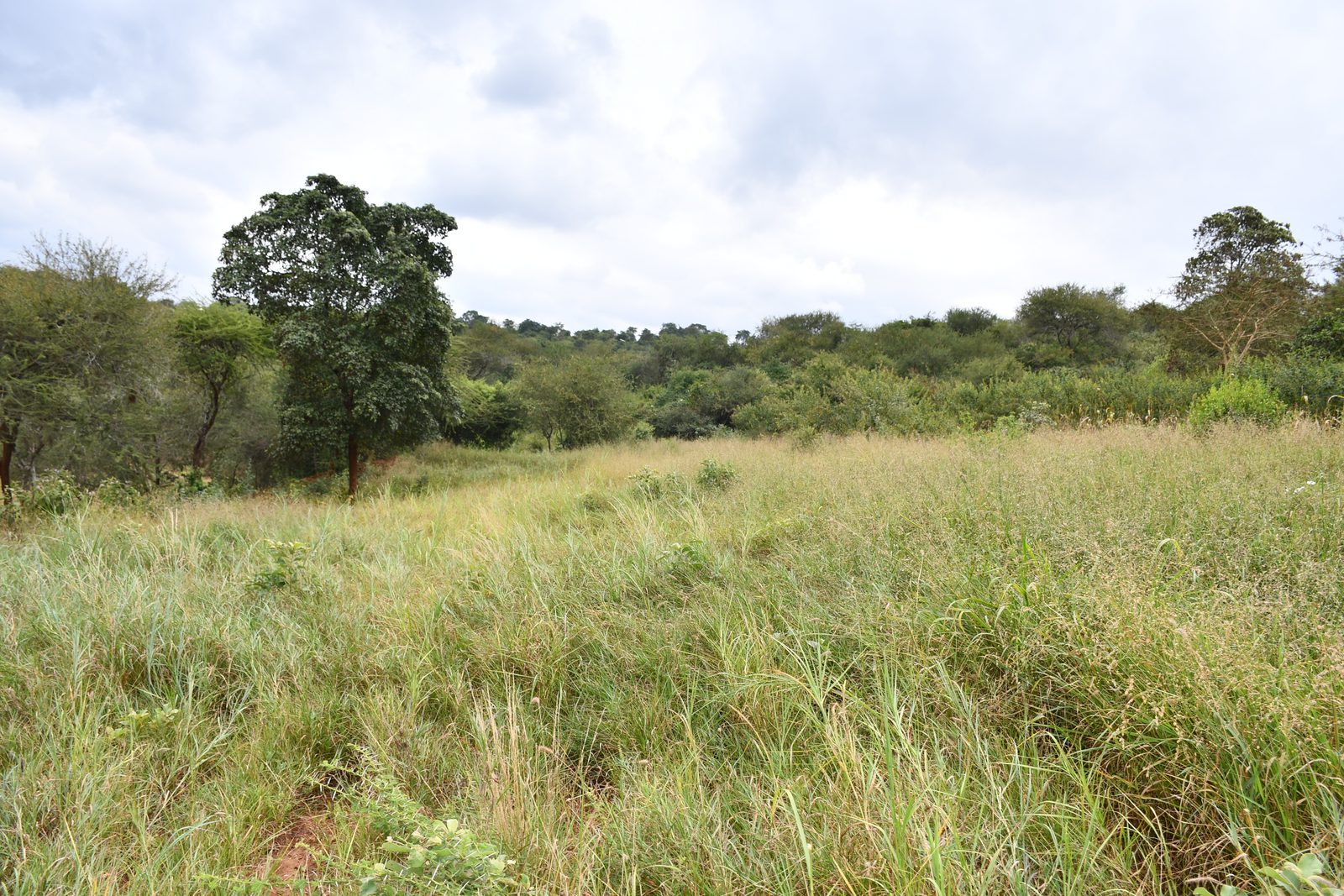 Pasture Production — DSC 7126
