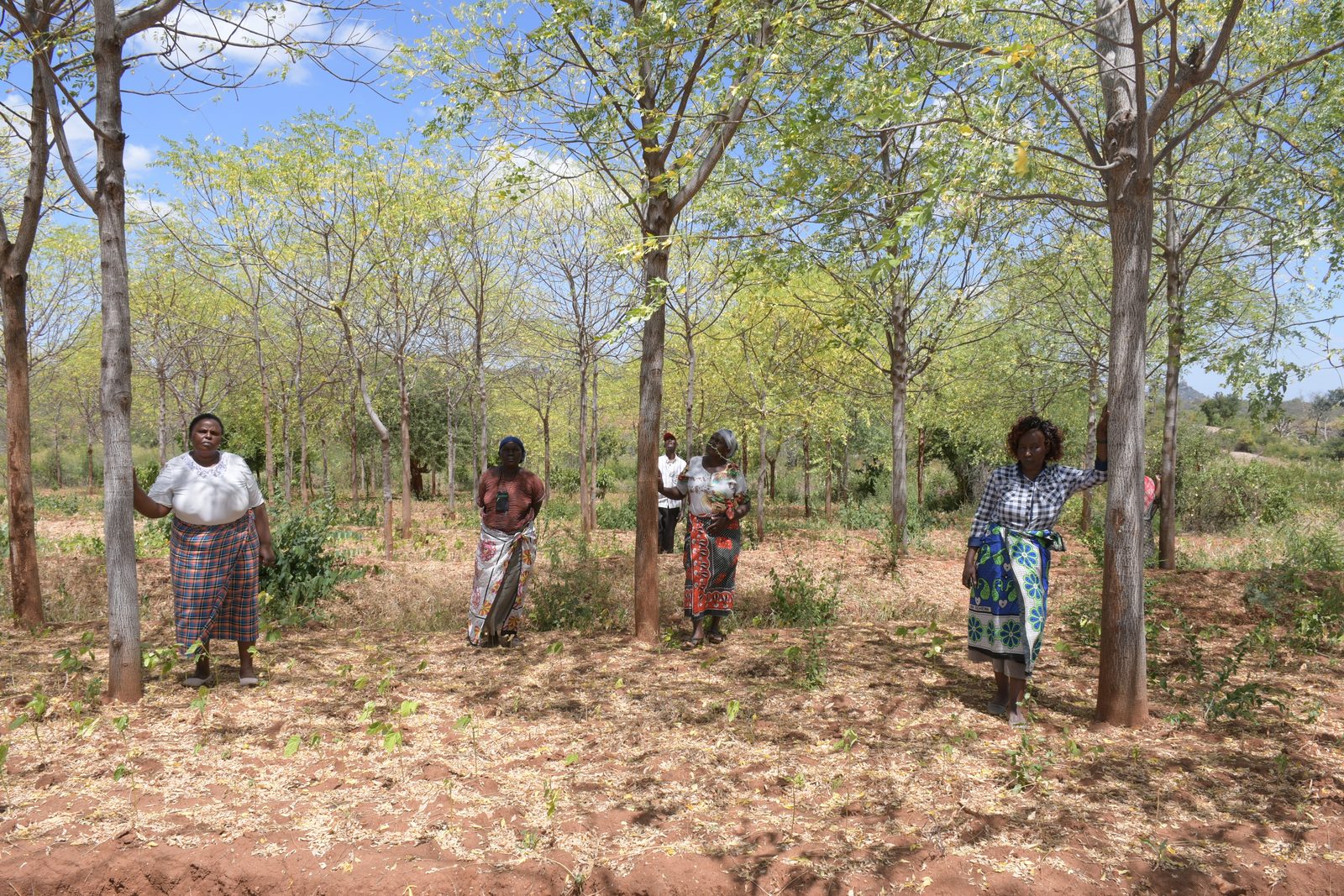Agro-Forestry — DSC 7177