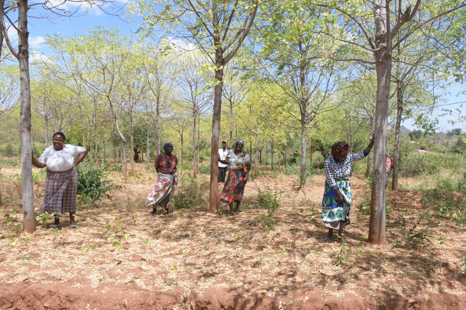 Agro-Forestry — DSC 7178