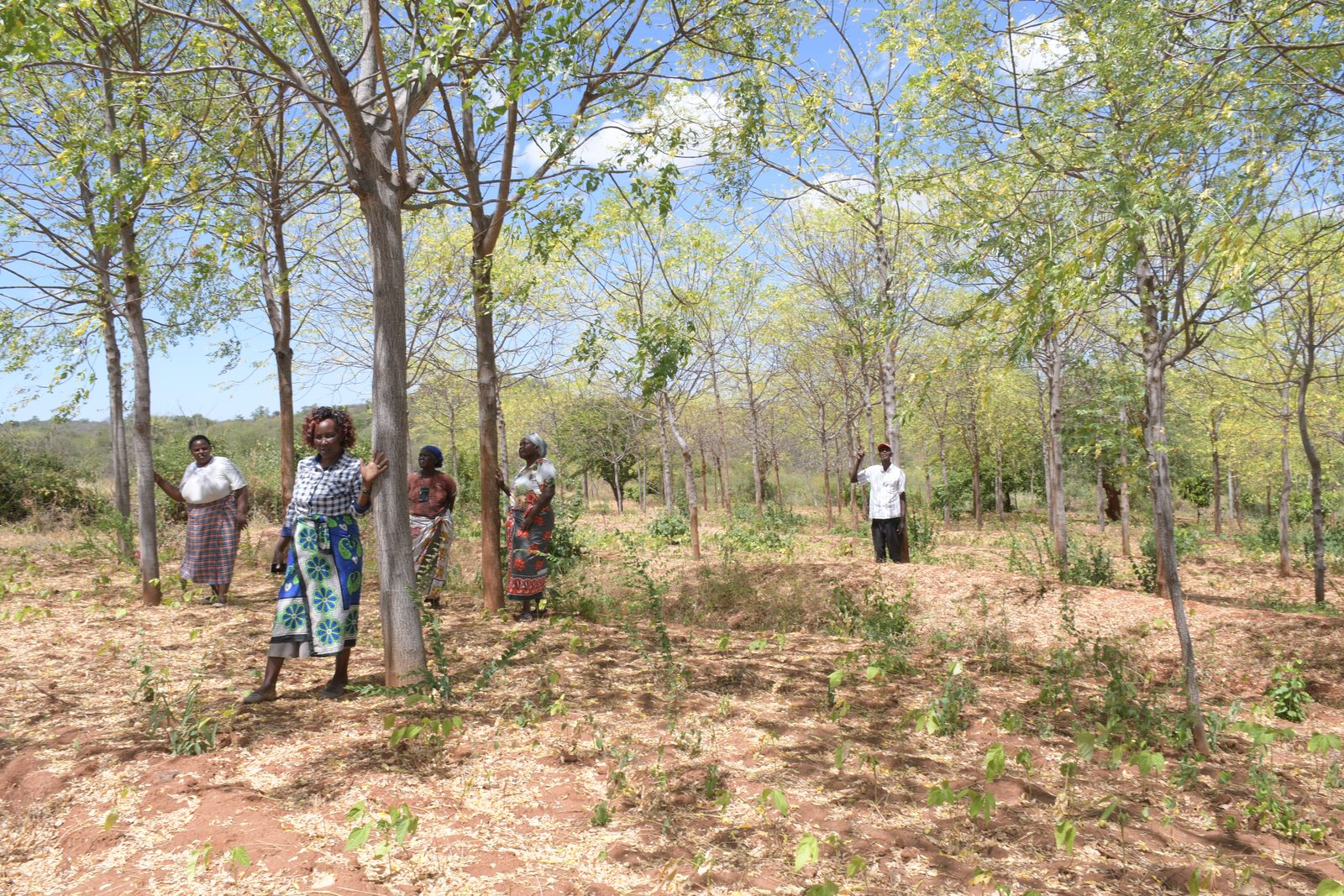 Agro-Forestry — DSC 7181
