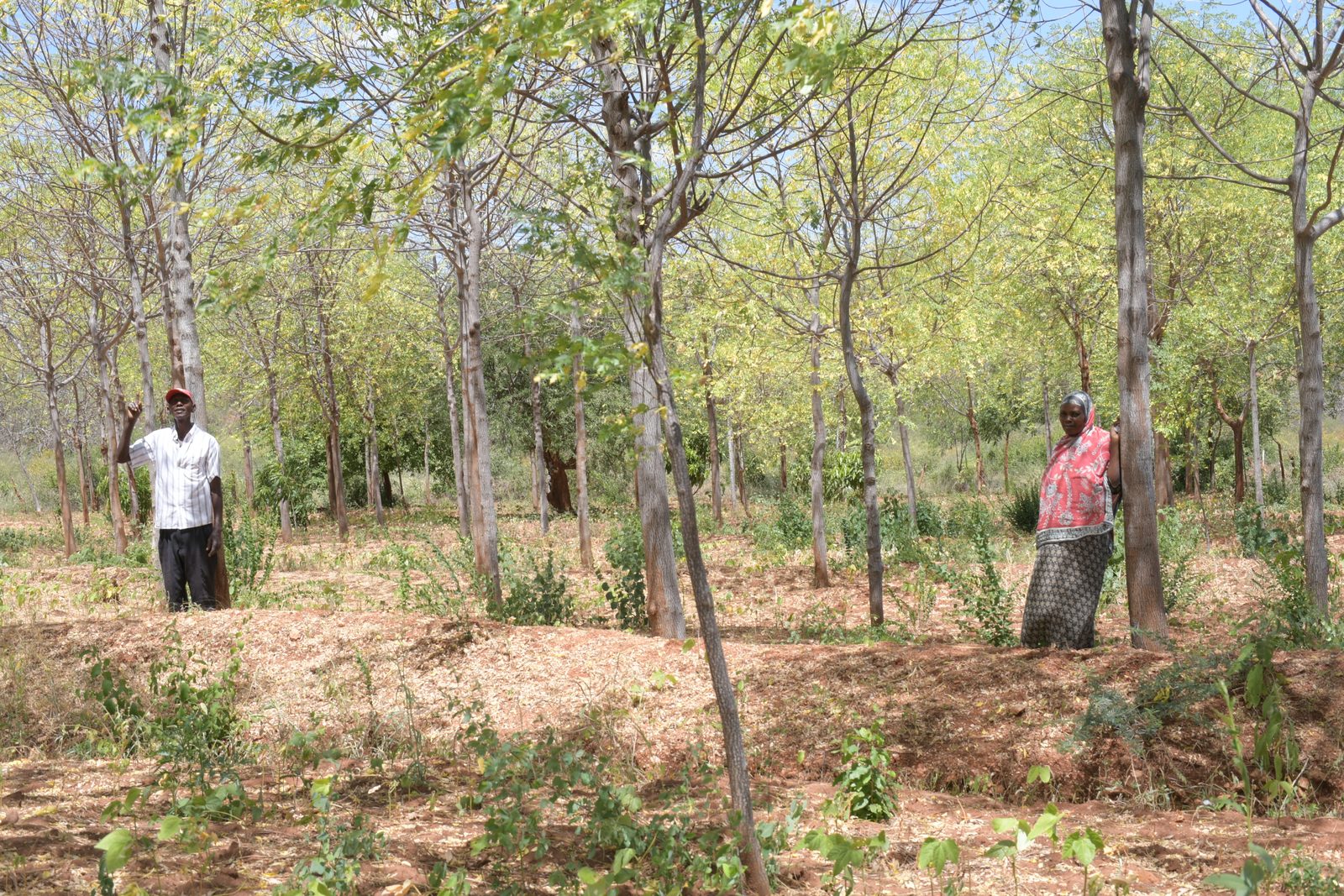 Agro-Forestry — DSC 7182