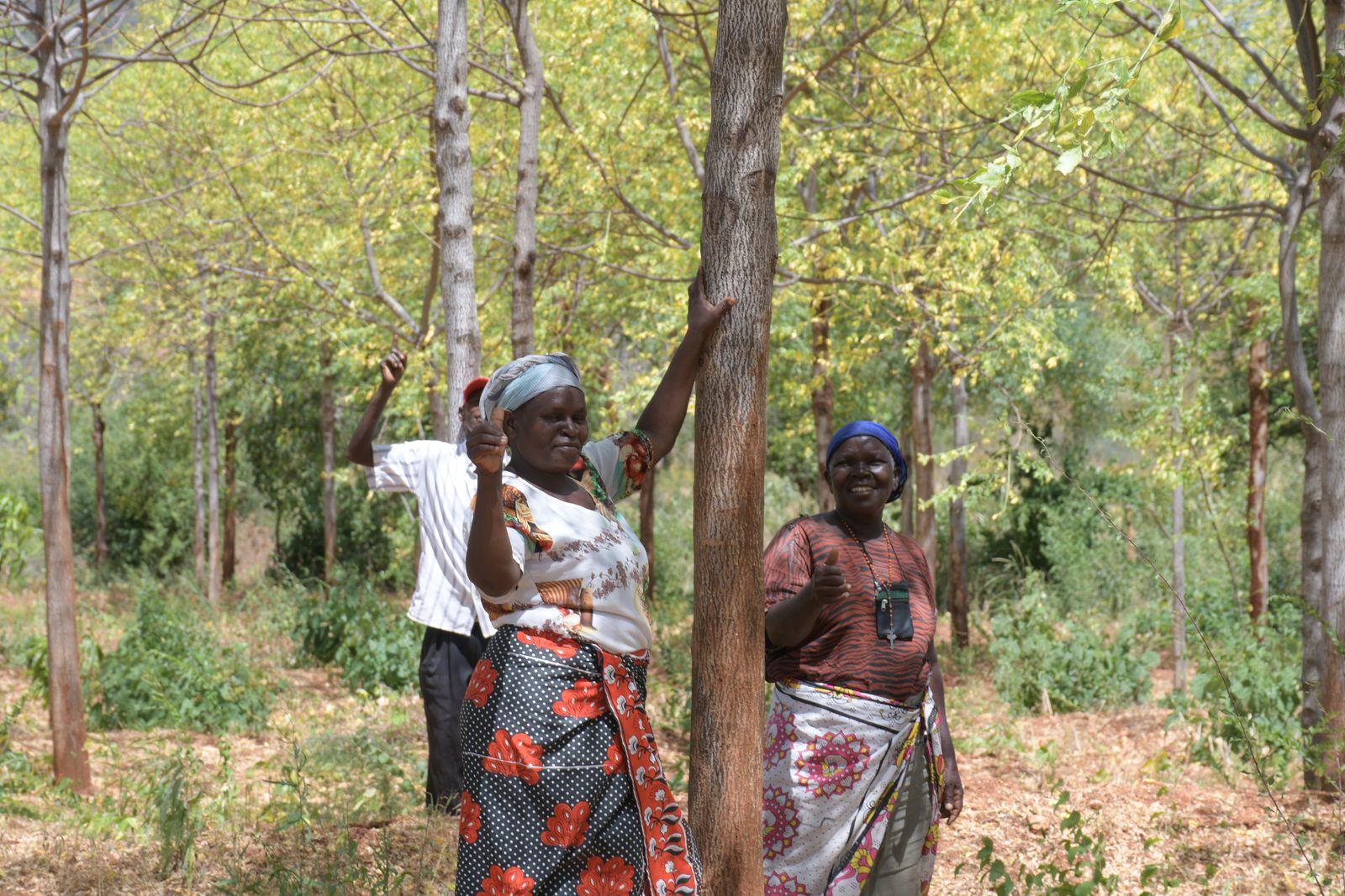Agro-Forestry — DSC 7188