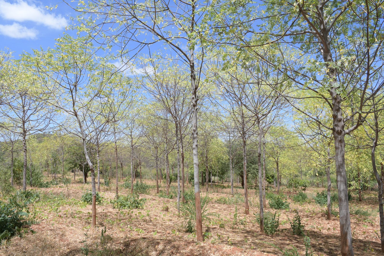 Agro-Forestry — DSC 7195