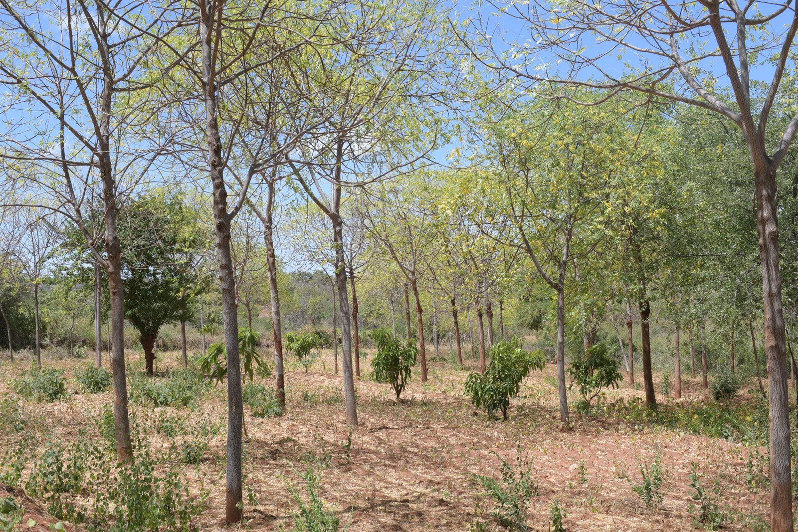 Agro-Forestry — DSC 7196