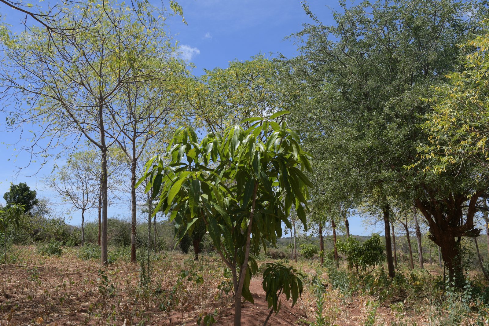 Agro-Forestry — DSC 7199