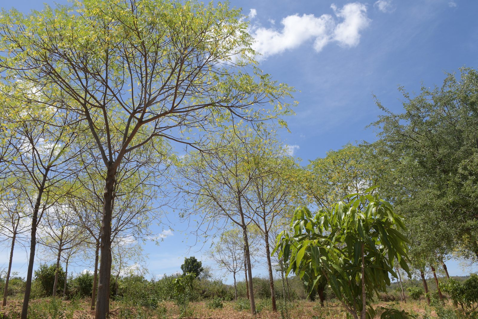 Agro-Forestry — DSC 7200