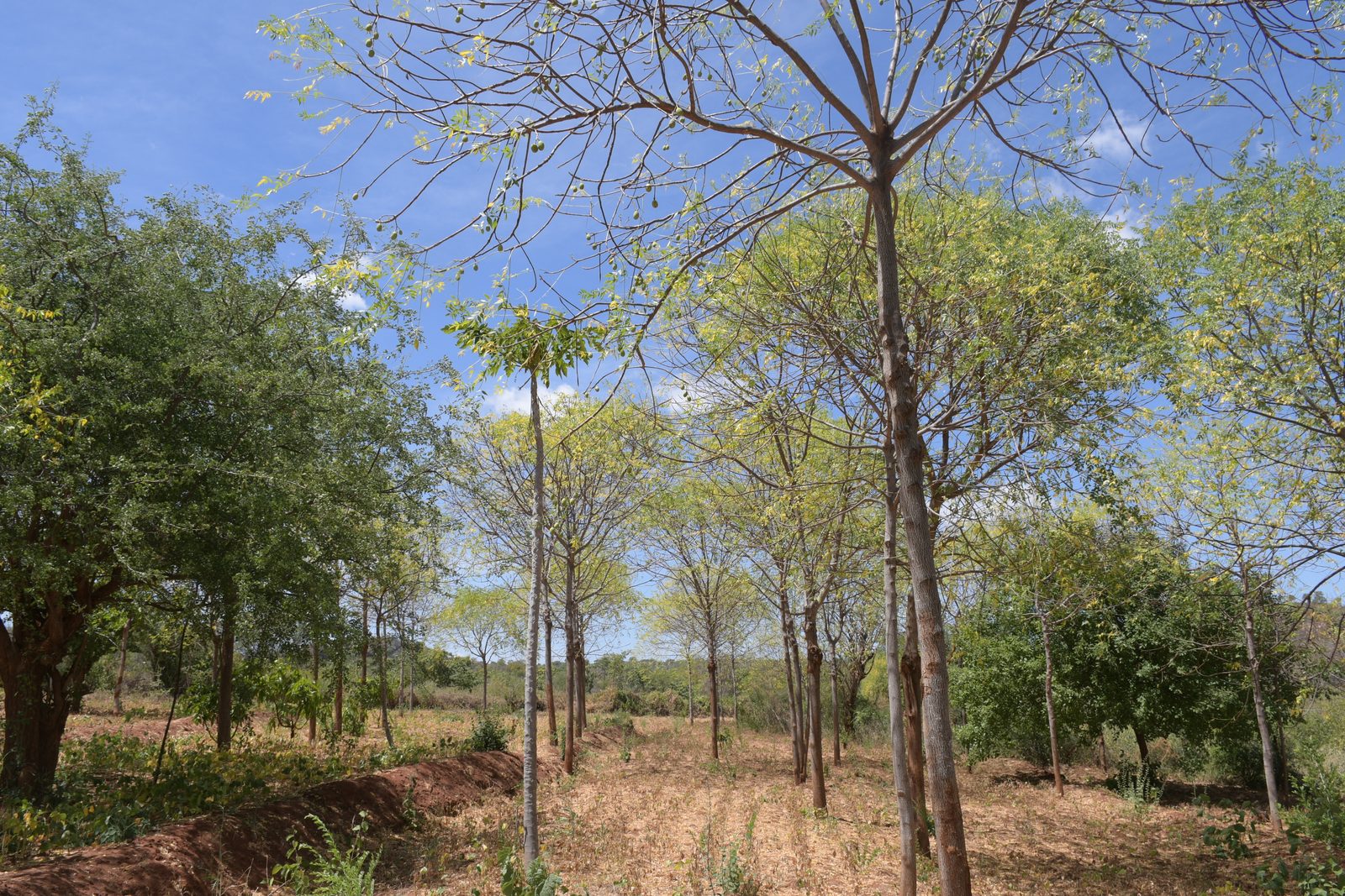 Agro-Forestry — DSC 7201