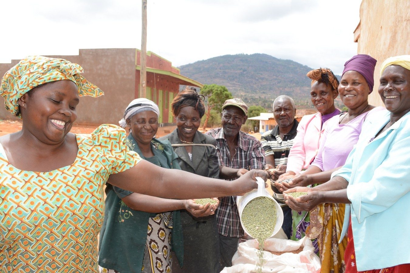 Drought Tolerant Seeds — SHG Sinai seed distribution